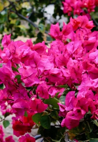 Galhos de flores cor-de-rosa em primeiro plano.